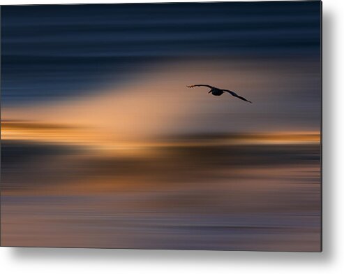 Orias Metal Print featuring the photograph Single Pelican 73A1102 by David Orias