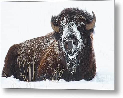 American Bison Metal Print featuring the photograph Sitting Bull by Jim Garrison