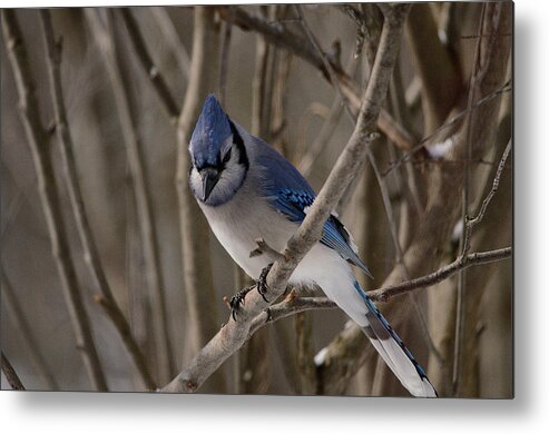 Blue Jay Metal Print featuring the photograph Sitting Pretty by David Porteus