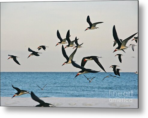 Skimmers Metal Print featuring the photograph Skimmers Flying by Joan McArthur