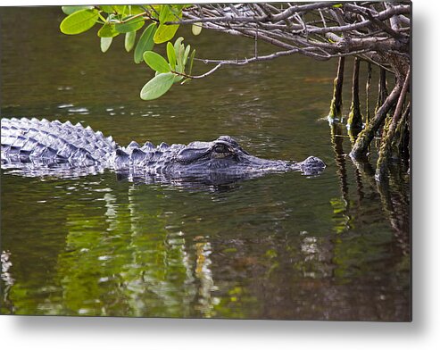 Wildlife Metal Print featuring the photograph Skinnydip With Me by Kenneth Albin