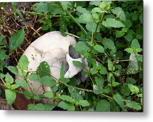 Skull Metal Print featuring the photograph Skull by Dawn J Benko