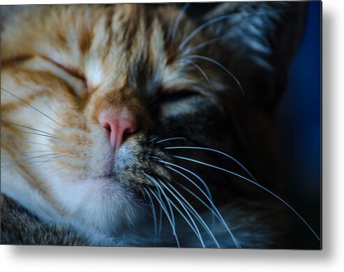 Cat Metal Print featuring the photograph Sleeping Abby by Tikvah's Hope