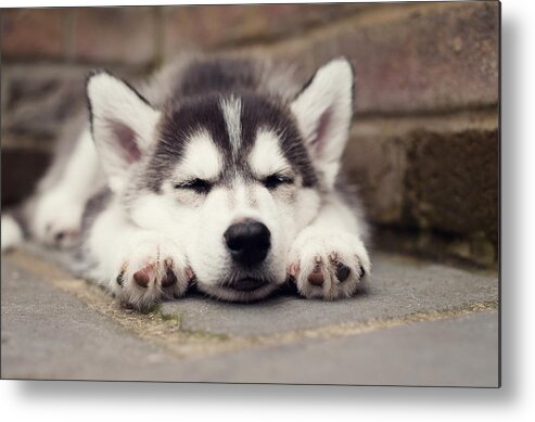 Animal Themes Metal Print featuring the photograph Sleeping Husky Puppy by Images by Christina Kilgour