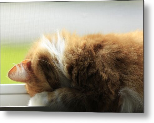 Cat Metal Print featuring the photograph Maine Coon Kitten Catnap by Valerie Collins