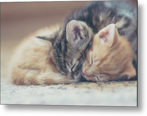 Pets Metal Print featuring the photograph Sleeping Kittens by Harpazo hope