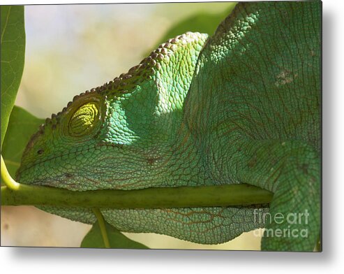 Nature Metal Print featuring the photograph sleeping Parsons chameleon from Madagascar 13 by Rudi Prott