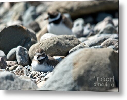  Metal Print featuring the photograph Sleeping Plover by Cheryl Baxter