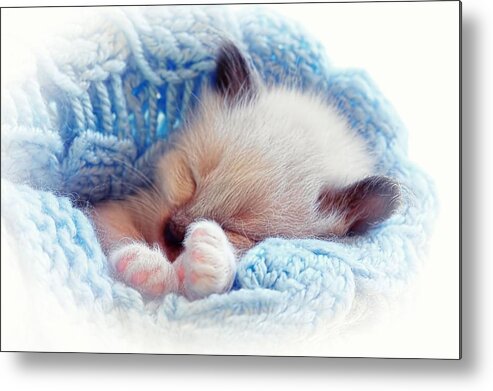 Siamese Kitten Metal Print featuring the photograph Sleeping Siamese Kitten by Tracie Schiebel