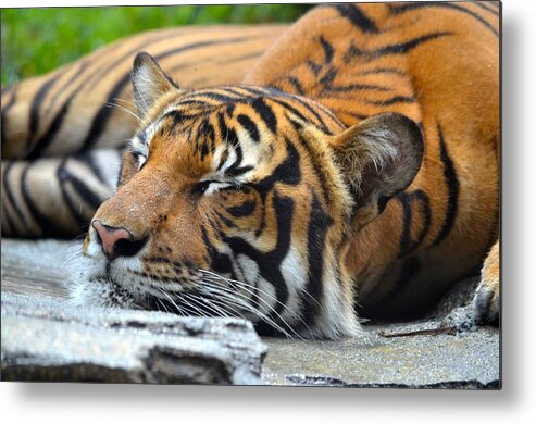Jacksonville Metal Print featuring the photograph Sleeping Tiger by Richard Bryce and Family