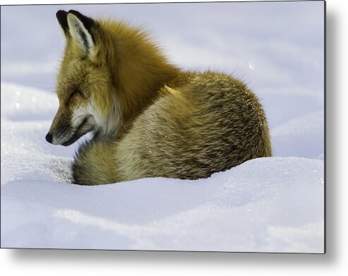 White Metal Print featuring the photograph Sleepy Red Fox by Frank Pali