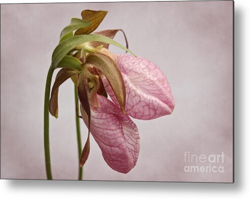 Maine Metal Print featuring the photograph Slippers by Karin Pinkham