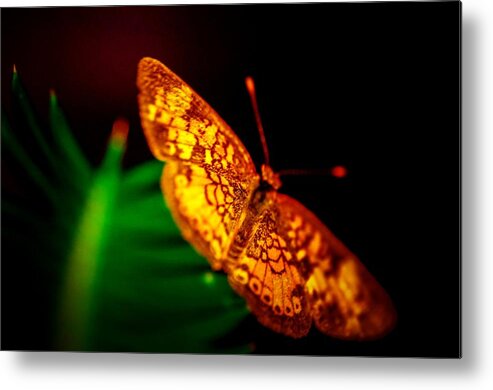  Metal Print featuring the photograph Small Butterfly by Gerald Kloss