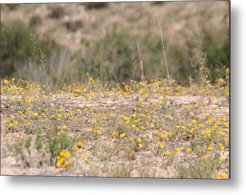 Arizona Metal Print featuring the photograph Small Field by David S Reynolds