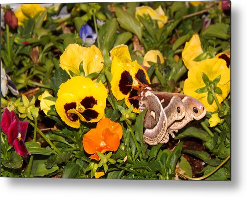 C. Sitton Photographs Metal Print featuring the photograph Smell the Pansies by C Sitton