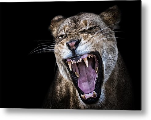 Crystal Yingling Metal Print featuring the photograph Smile by Ghostwinds Photography