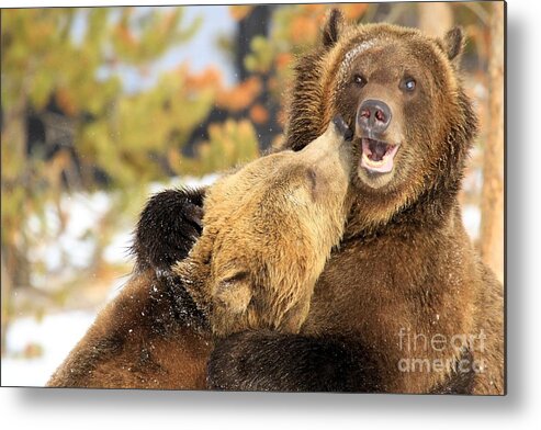Grizzly Bear Metal Print featuring the photograph Smooch by Adam Jewell