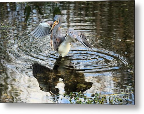 Tri Colored Heron Metal Print featuring the photograph Snack Shades by Adam Jewell