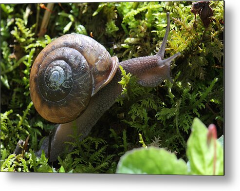 Snail In Moss Metal Print featuring the photograph Snail In Moss by Daniel Reed
