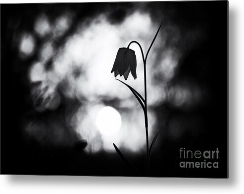 Fritillaria Meleagris Metal Print featuring the photograph Snakes Head Fritillary Monochrome by Tim Gainey