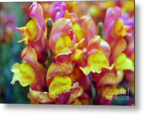 Snapdragon Metal Print featuring the photograph Snapdragons by Cassandra Buckley