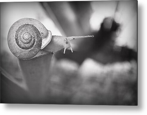 Monochrome Metal Print featuring the photograph Snips And Snails... by Tammy Schneider