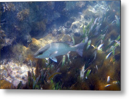 Snorkeling Metal Print featuring the photograph Snorkeling in the Tortugas by Greg Graham