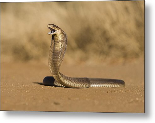 Cobra Metal Print featuring the photograph Snouted cobra by Designbase