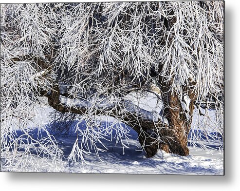 Winter Metal Print featuring the photograph Snow and Ice covered Tree by Randall Nyhof