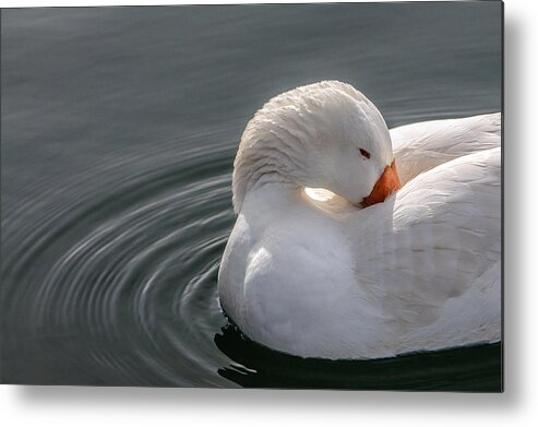 Snow Geese Metal Print featuring the photograph Snow Beautiful Snow Goose by Roxy Hurtubise
