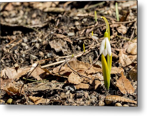 Snowbell Metal Print featuring the photograph Snow Bell Spring Has Sprung by Brad Marzolf Photography