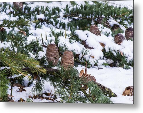 Snow Metal Print featuring the photograph Snow Cones by Spikey Mouse Photography