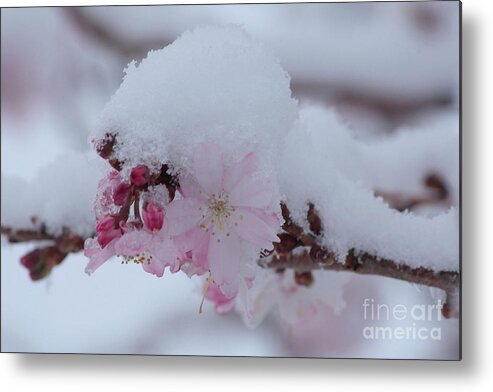 Cherry Blossoms Metal Print featuring the photograph Snow Covered Pink Cherry Blossoms by Luv Photography