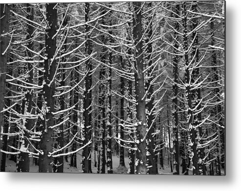 Winter Metal Print featuring the photograph Snow covered trees by Chevy Fleet