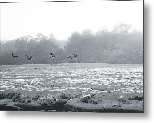 Landscape Metal Print featuring the photograph Snow and Geese by David Davies