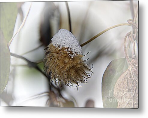 Snow Metal Print featuring the photograph Snow hat by Yumi Johnson