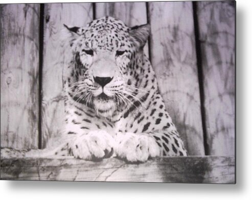 #snowleopard #white #spotted #florida #animalpark Metal Print featuring the photograph White Snow Leopard Chillin by Belinda Lee