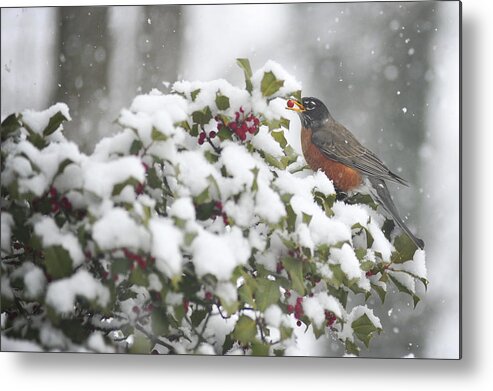 Snow Metal Print featuring the photograph Snow Robin by Terry DeLuco