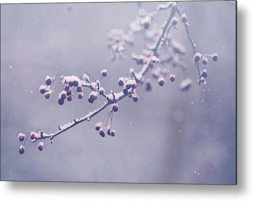 Snow Metal Print featuring the photograph Snowberries by Carrie Ann Grippo-Pike