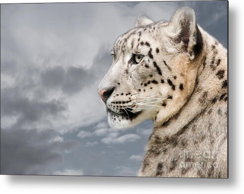 Snow Elopard Metal Print featuring the photograph Snowie by Christine Sponchia