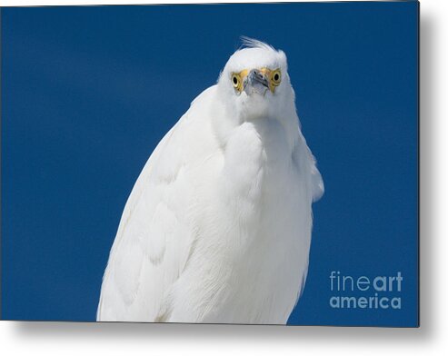  Egret Metal Print featuring the photograph Snowy Egret - Fort DeSoto Park No. 1 by John Greco