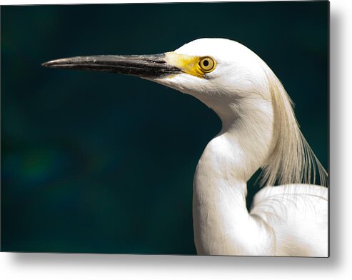 Egret Metal Print featuring the photograph Snowy Egret by Kristia Adams