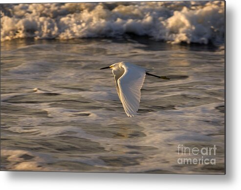 Snowy Egret Metal Print featuring the photograph Snowy Egret by Ron Sanford