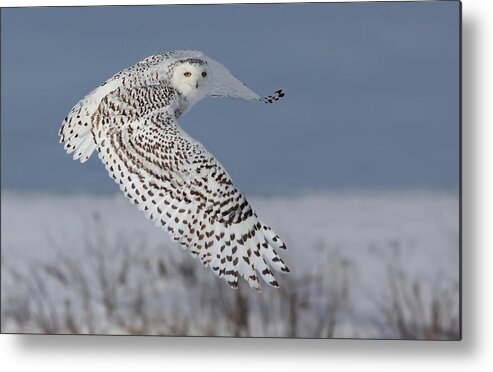 Art Metal Print featuring the photograph Snowy in action by Mircea Costina Photography