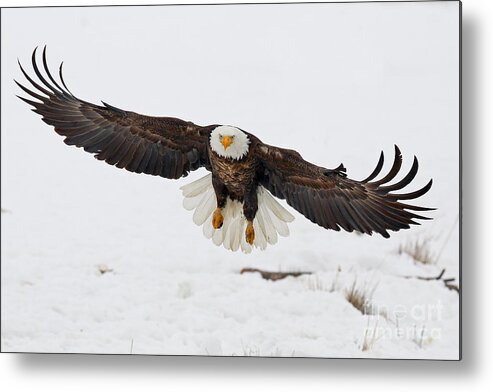 American Bald Eagle Metal Print featuring the photograph Snowy Landing by Bill Singleton