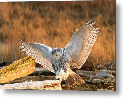 Snowy Owl Metal Print featuring the photograph Snowy Owl - Bubo scandiacus by Michael Russell