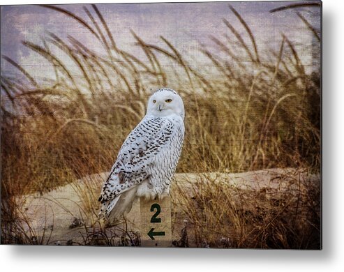 Snowy Owl Metal Print featuring the photograph Snowy Owl by Cathy Kovarik