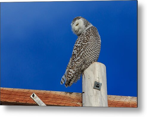 Snowy Owl Metal Print featuring the photograph Snowy Owl by Everet Regal