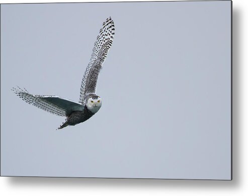 Urban Metal Print featuring the photograph Snowy Owl in Flight by Gary Hall
