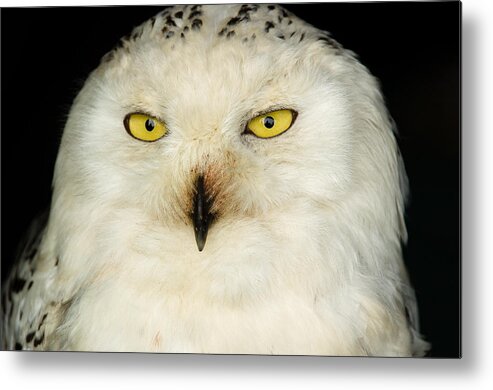 Barn Metal Print featuring the photograph Snowy Owl by Mark Llewellyn